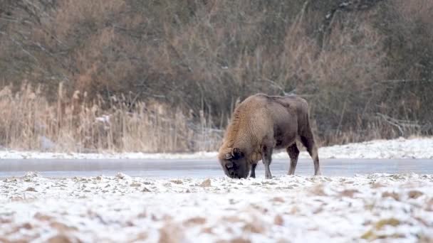 Zimbru European Bison Bonasus Pădurea Iarnă — Videoclip de stoc