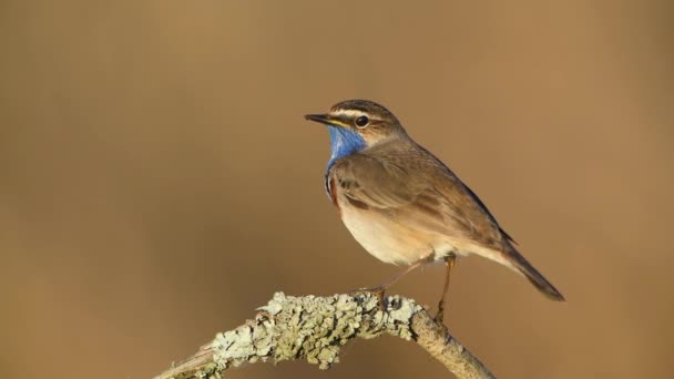 Blaukehlchen Aus Nächster Nähe Luscinia Svecica — Stockvideo