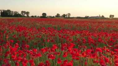 Güneş doğarken güzel haşhaş tarlası - hava görüntüleri