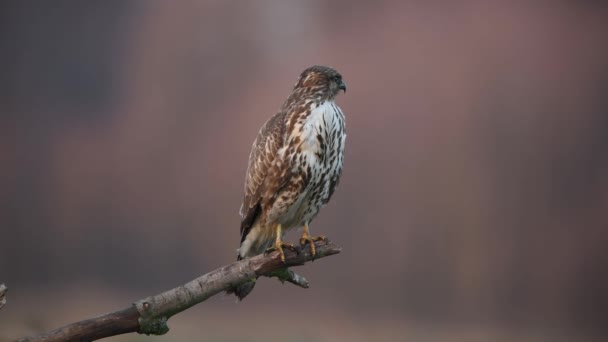 Buizerd Buteo Buteo Close — Stockvideo