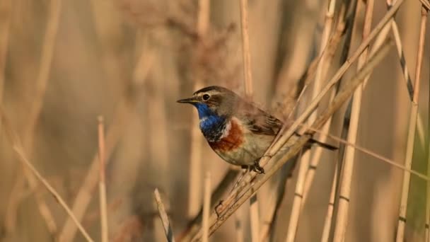 Blaukehlchen Aus Nächster Nähe Luscinia Svecica — Stockvideo