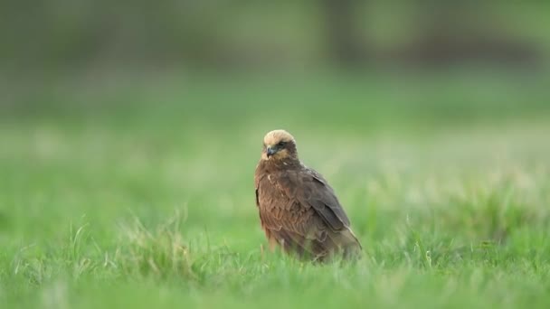 Common Buzzard Buteo Buteo Close — Stock Video