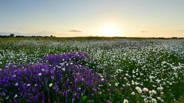 Beautiful Sunrise Flowers Field — Stock video