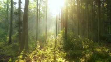 Ormanın havadan çekilen güzel güneş ışığı