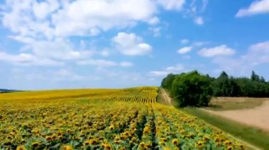 Ayçiçeği tarlasında güzel bir yaz günü