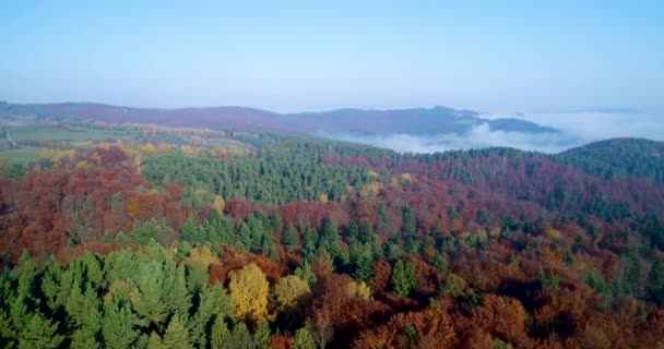 秋天在森林空中拍摄的镜头 — 图库视频影像
