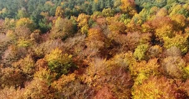 Herbst Wald Luftaufnahmen — Stockvideo