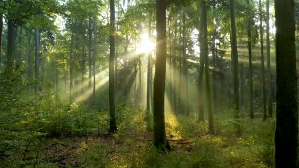 森の中の美しい太陽の光空撮 — ストック動画