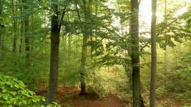 Ormanda güzel bir sabah