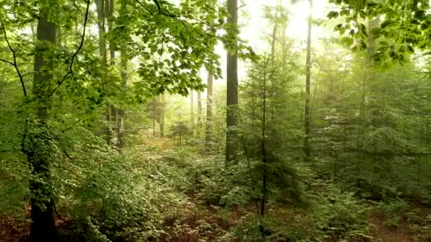 Beautiful Sunlight Forest Aerial Shot — Stock Video