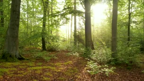 Schönes Sonnenlicht Wald Luftaufnahme — Stockvideo