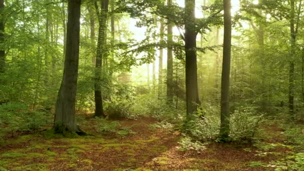 Schönes Sonnenlicht Wald Luftaufnahme — Stockvideo