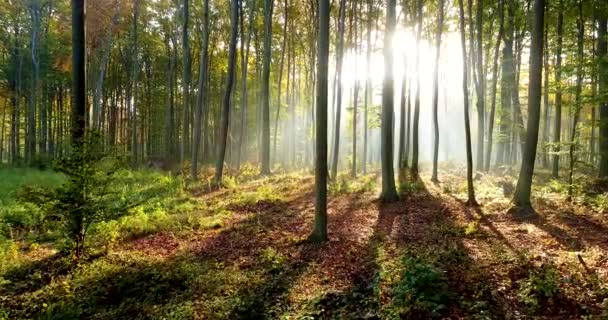 Schönes Sonnenlicht Wald Luftaufnahme — Stockvideo