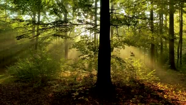 Schöner Morgen Wald — Stockvideo