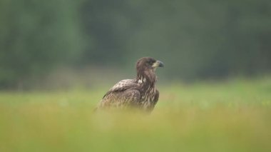 Beyaz kuyruklu kartal (Haliaeetus albicilla )