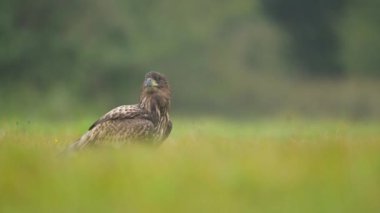 Beyaz kuyruklu kartal (Haliaeetus albicilla )
