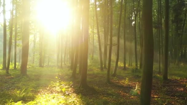 森の中の美しい朝 — ストック動画