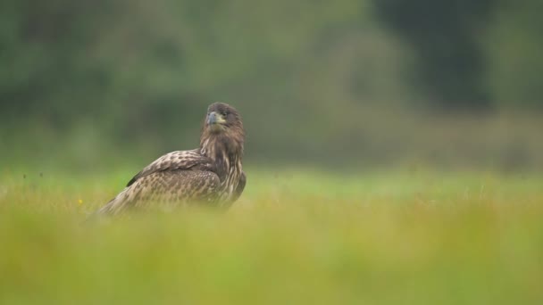 Águia Cauda Branca Haliaeetus Albicilla — Vídeo de Stock