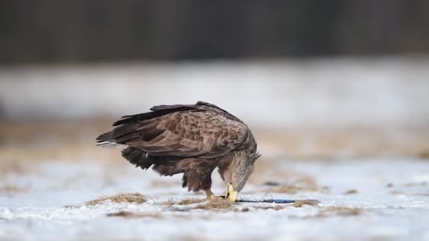 Águia Cauda Branca Haliaeetus Albicilla — Vídeo de Stock