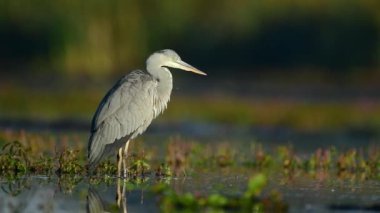 Gri balıkçıl (Ardea cinerea) kapat