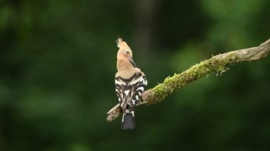 Avrasya hupoe kuşu yakın çekim (Upupa epops )