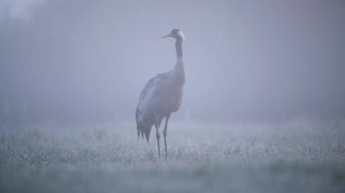 Gri balıkçıl (Ardea cinerea) kapat