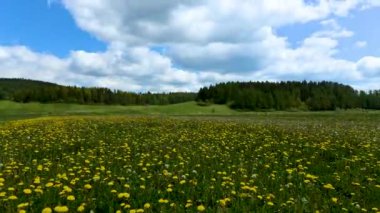 Çiçeklerle dolu güzel bir yaz günü