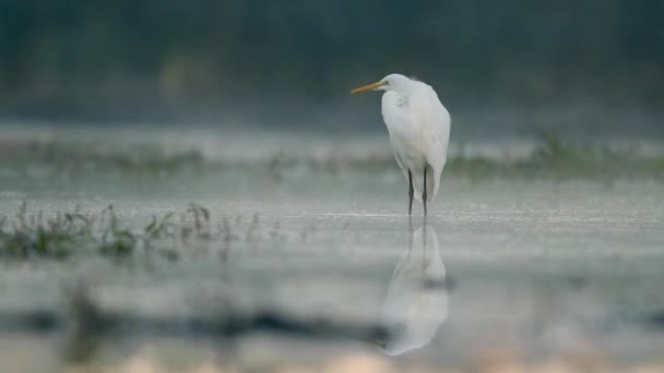 Μεγάλος Λευκός Egret Egretta Alba — Αρχείο Βίντεο