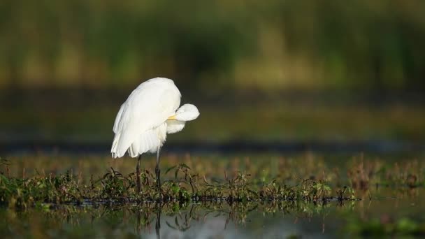 Grande Garzetta Bianca Egretta Alba — Video Stock