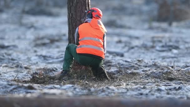 Mann Fällt Mit Kettensäge Baum Zeitlupenaufnahmen — Stockvideo