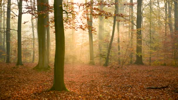 黄色の秋の森の空撮 — ストック動画