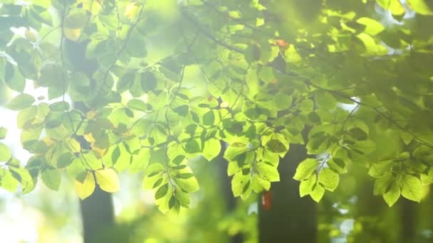 Zielony Pozostawia Wiosenne Tło Materiał — Wideo stockowe