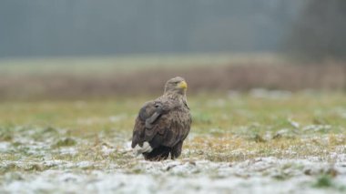Beyaz kuyruklu kartal (Haliaeetus albicilla )