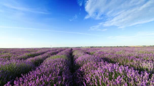 Belo Dia Verão Sobre Campo Lavanda — Vídeo de Stock