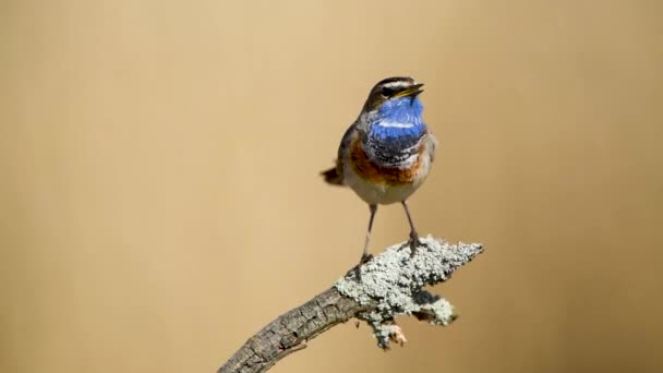 Pájaro Garganta Azul Cerca Luscinia Svecica — Vídeo de stock