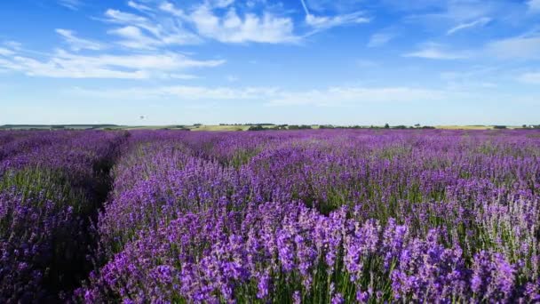 Beautiful Summer Day Lavender Field — Stock Video