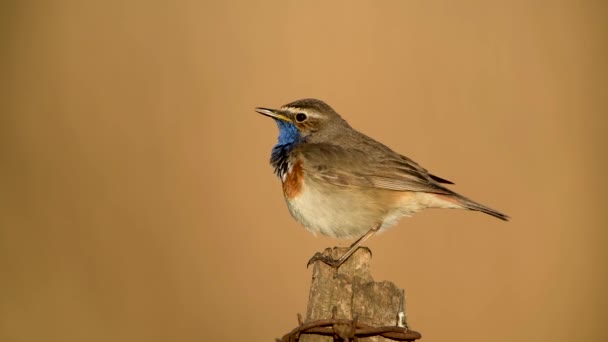 Bluethroat Vogel Van Dichtbij Luscinia Svecica — Stockvideo