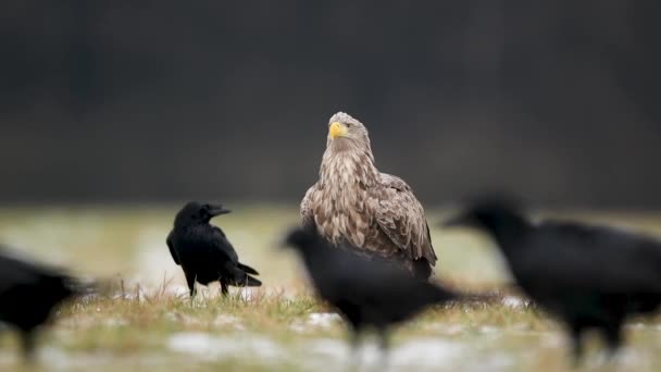 Águia Cauda Branca Haliaeetus Albicilla — Vídeo de Stock