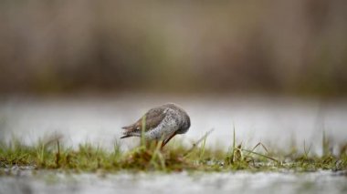 Genel Redshank (Tringa totanus) kapat