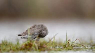 Genel Redshank (Tringa totanus) kapat
