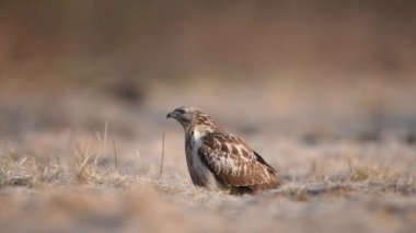 Kış manzarasında kaba bacaklı akbaba (Buteo lagopus)