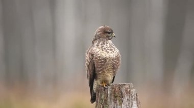 Kış manzarasında kaba bacaklı akbaba (Buteo lagopus)