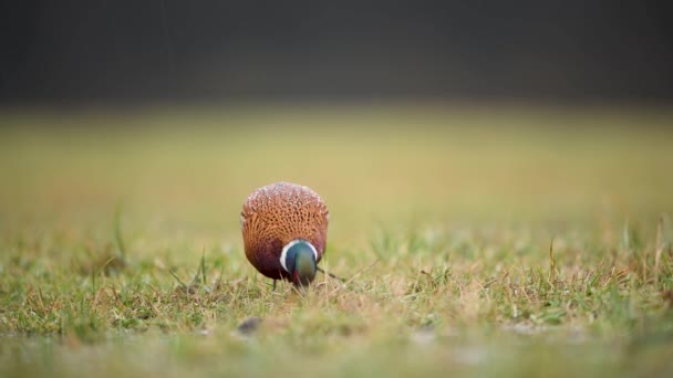 Ringneck Pheasant Phasianus Colchicus Male — Stock Video