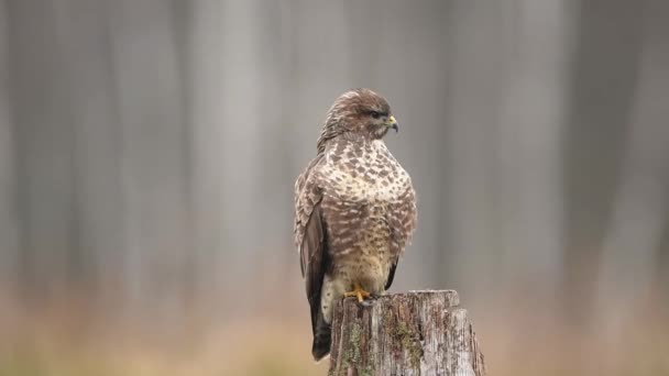 Szorstkie Myszołów Buteo Lagopus Zimowej Scenerii — Wideo stockowe