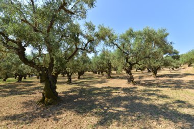 Mediterranean zeytin alan