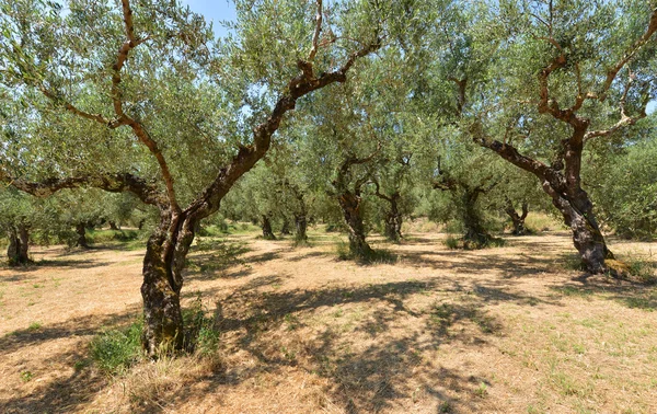Mediterranean, oliwne pole — Zdjęcie stockowe