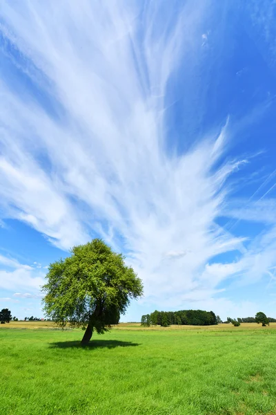 Sommerfeld mit Bäumen — Stockfoto