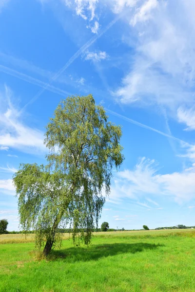 나무와 여름 필드 — 스톡 사진