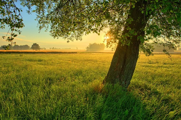 Пейзаж із заходом сонця та самотнім деревом — стокове фото