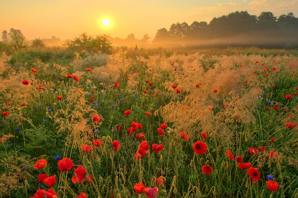 Campo de amapola de verano — Foto de Stock